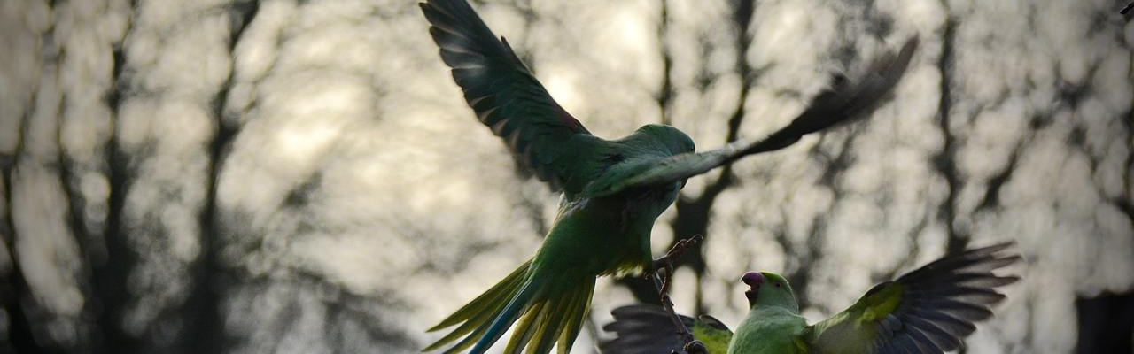 Photo exhibition of birds from Belovezhskaya Pushcha opens in Minsk