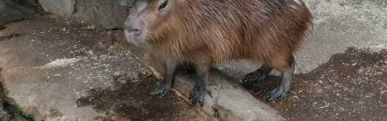 the capybara