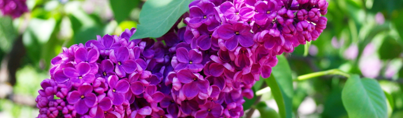 Central Botanical garden in minsk