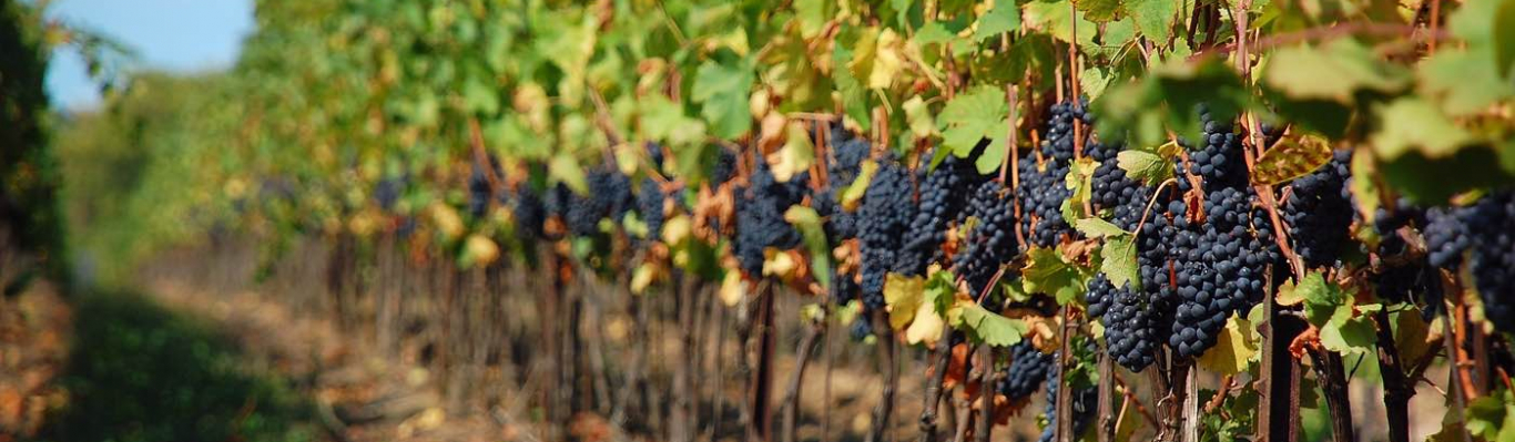 виноградник