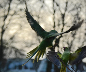 Photo exhibition of birds from Belovezhskaya Pushcha opens in Minsk