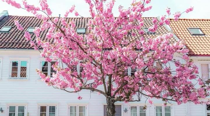 Cherry Blossoms Are Blooming in Belarus